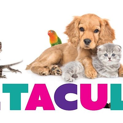 Petacular Mt Ommaney