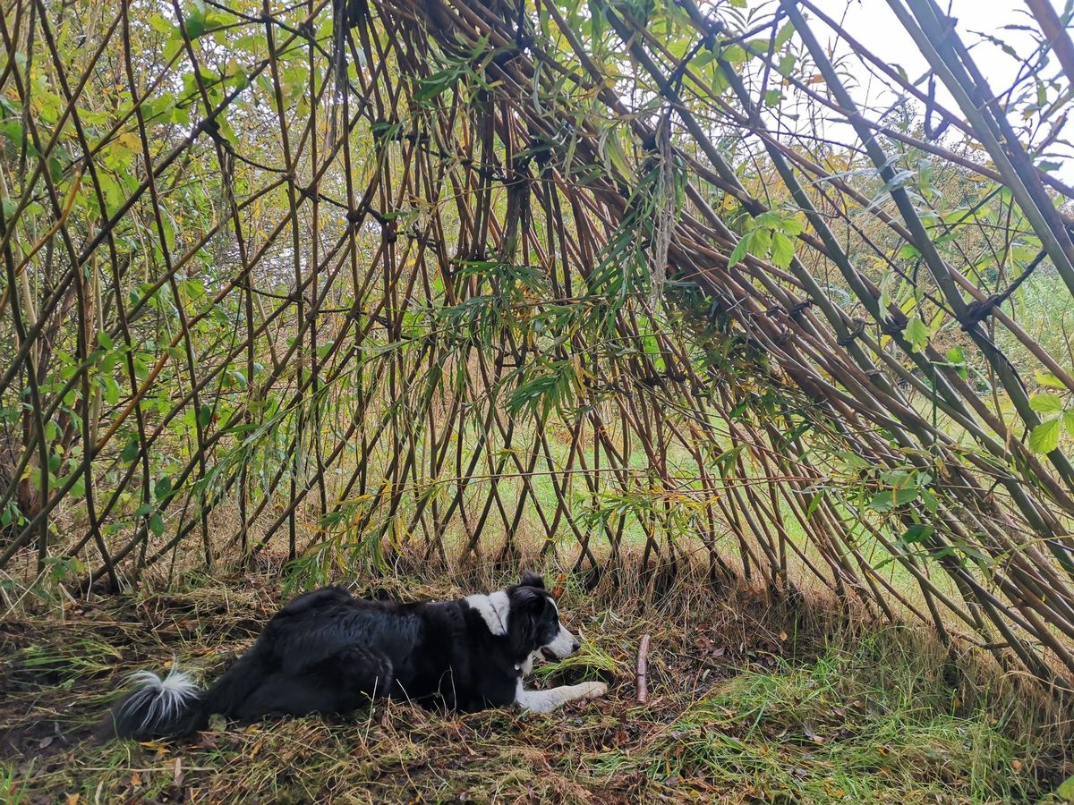 Willow Structure Maintenance