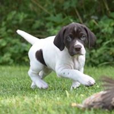 German Shorthaired Pointer Club of America