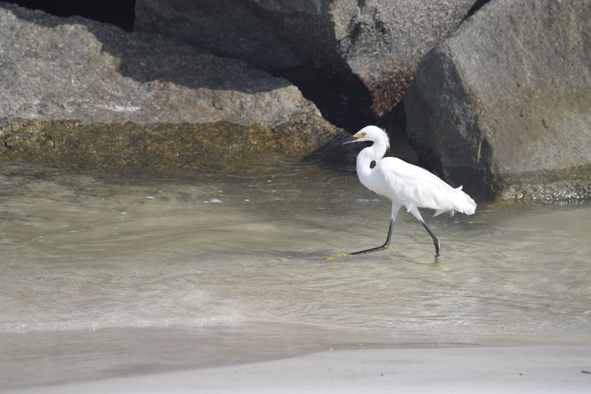 Guided Bird Walk