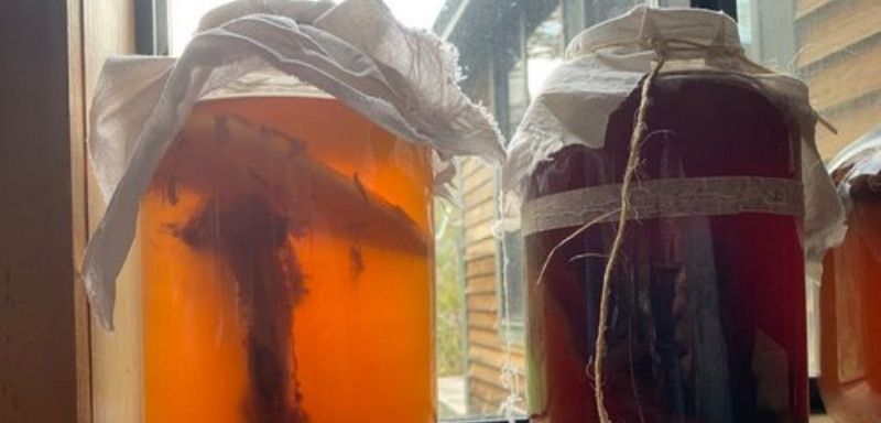 Homemade Root Beer, Soda, and Kombucha Workshop