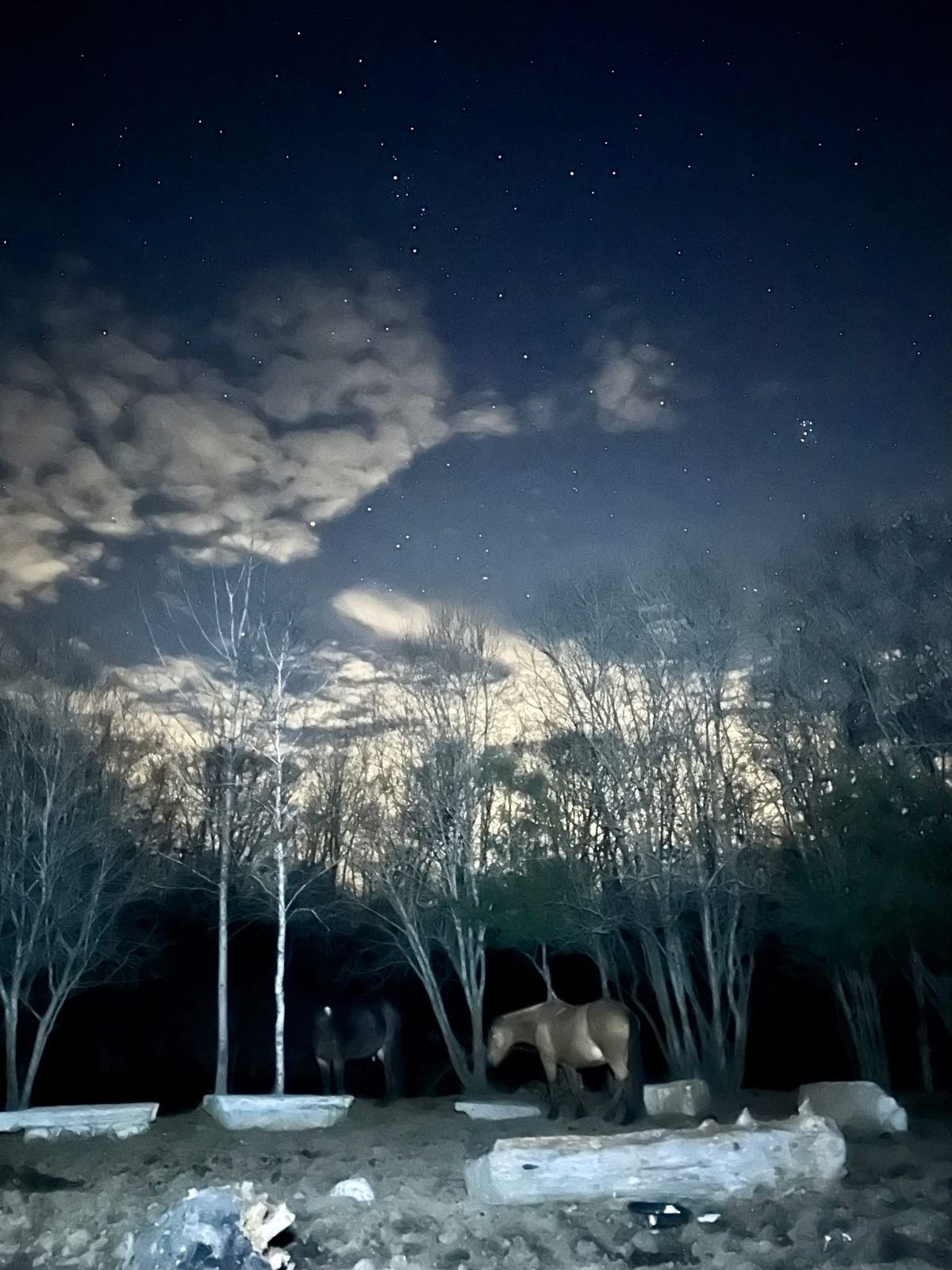 Moonlight Hike with Mustangs 