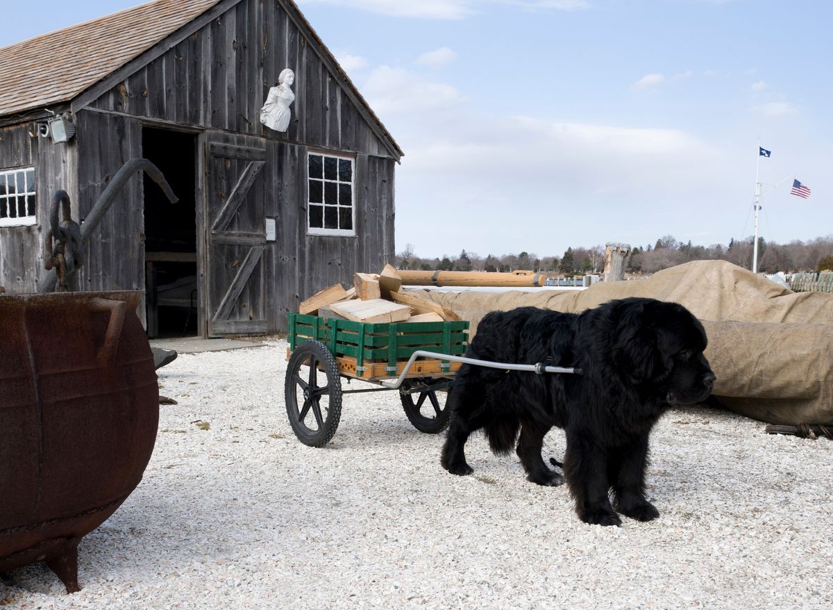 Newfoundland Dog Training