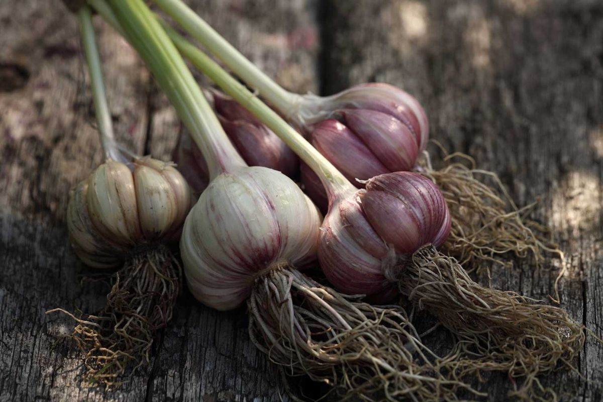 Garlic Sale