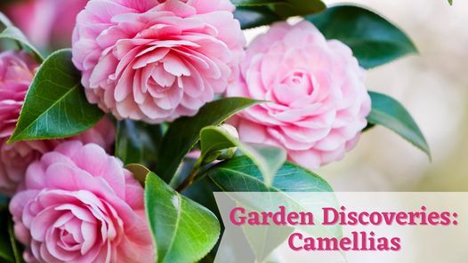 Garden Discoveries: Camellias