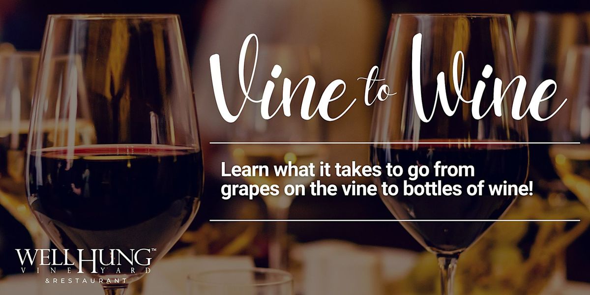 Vine to Wine at Well Hung Vineyard