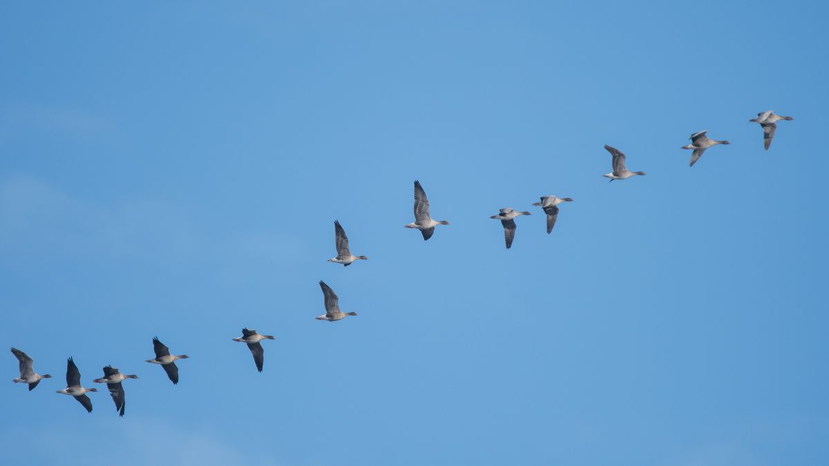 Sunrise Goose Walk at RSPB Loch Lomond