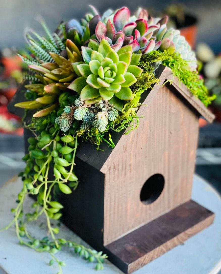 Living Succulent Birdhouse Arrangement 