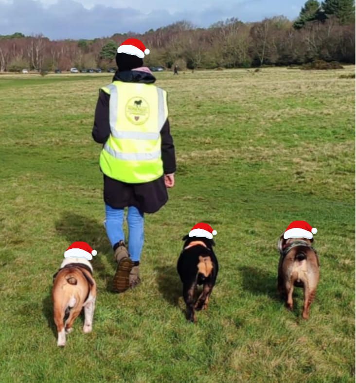 Midlands (Sutton Coldfield) Christmas Bulldog Walk for GBSR UK