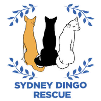 Sydney Dingo Rescue