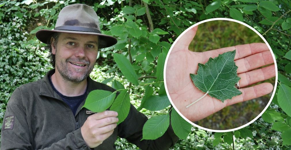 Identifying Native Trees