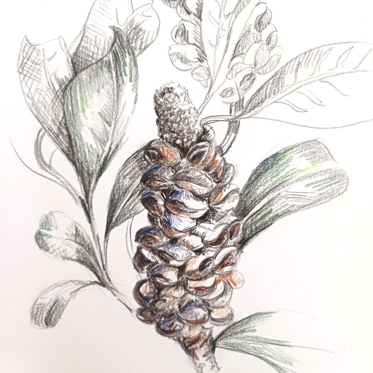 Expressive Drawing Banksia Pods, with Fiona Boxall 