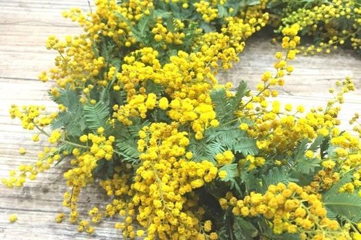 西麻布 Workshop ミモザのリース スワッグ 21年2月6日 土 Pin東京都港区西麻布一丁目14 15 3f Minato 6 February 21 西麻布 Workshop ミモザのリース スワッグ 21年2月6日 土 Pin東京都港区西麻布一丁目14 15 3f Minato 6 February 21