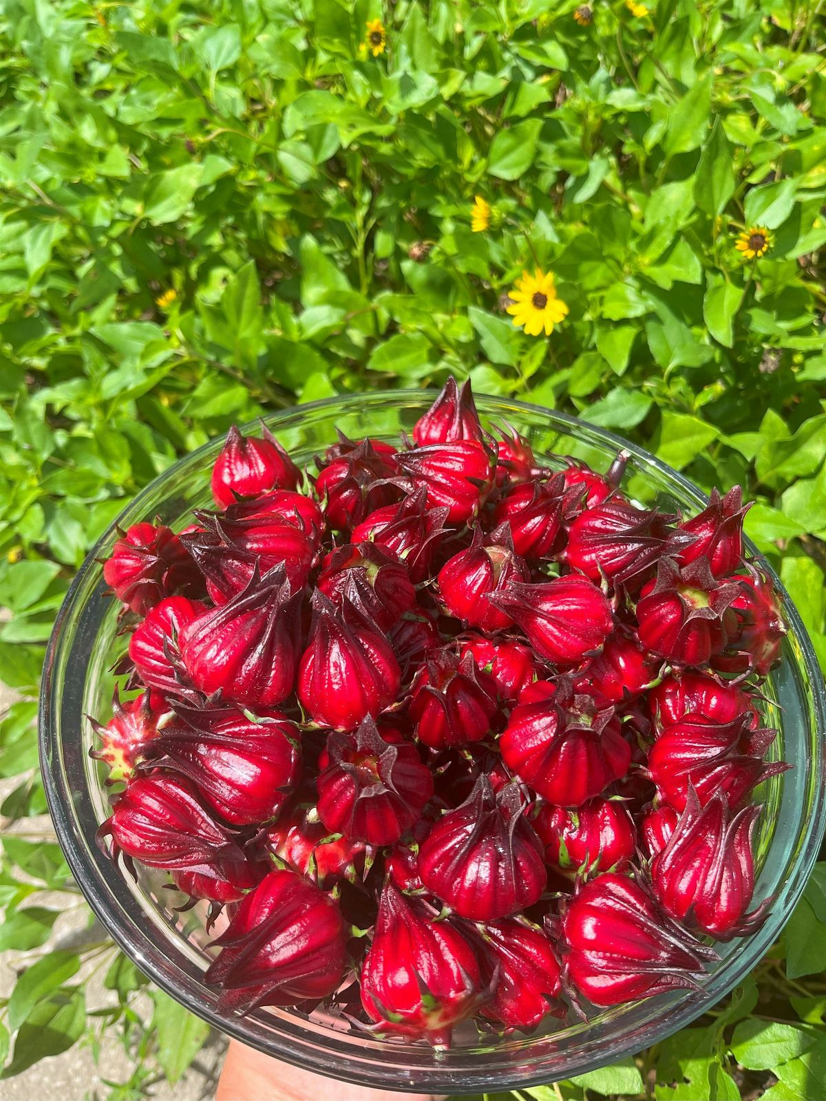 Festive Florida Cranberry Sauce & Roselle Growing Workshop