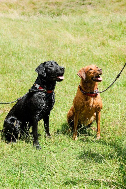 The Glynne Arms Monthly Dog Walk - June