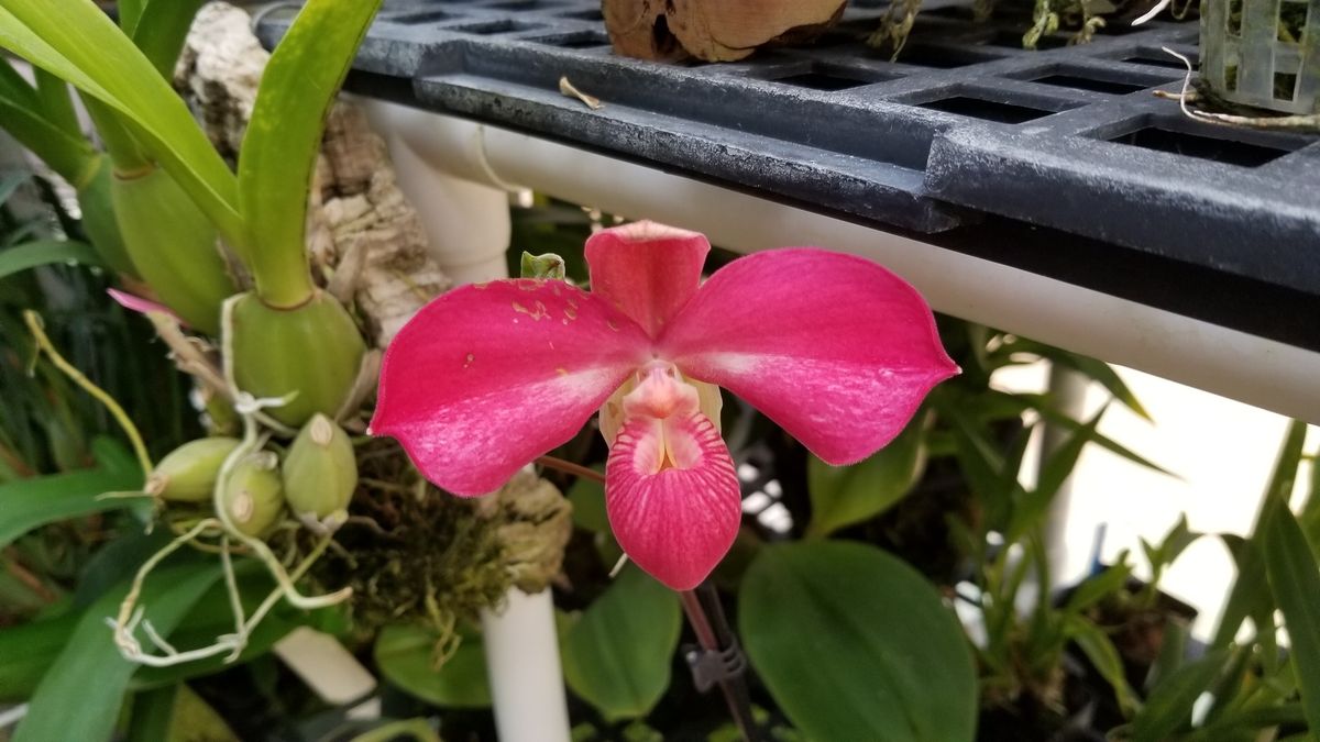 Sacramento Orchid Society October Meeting