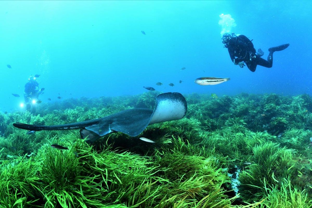 Rottnest Island Double Scuba Dive Trip- Boxing Day