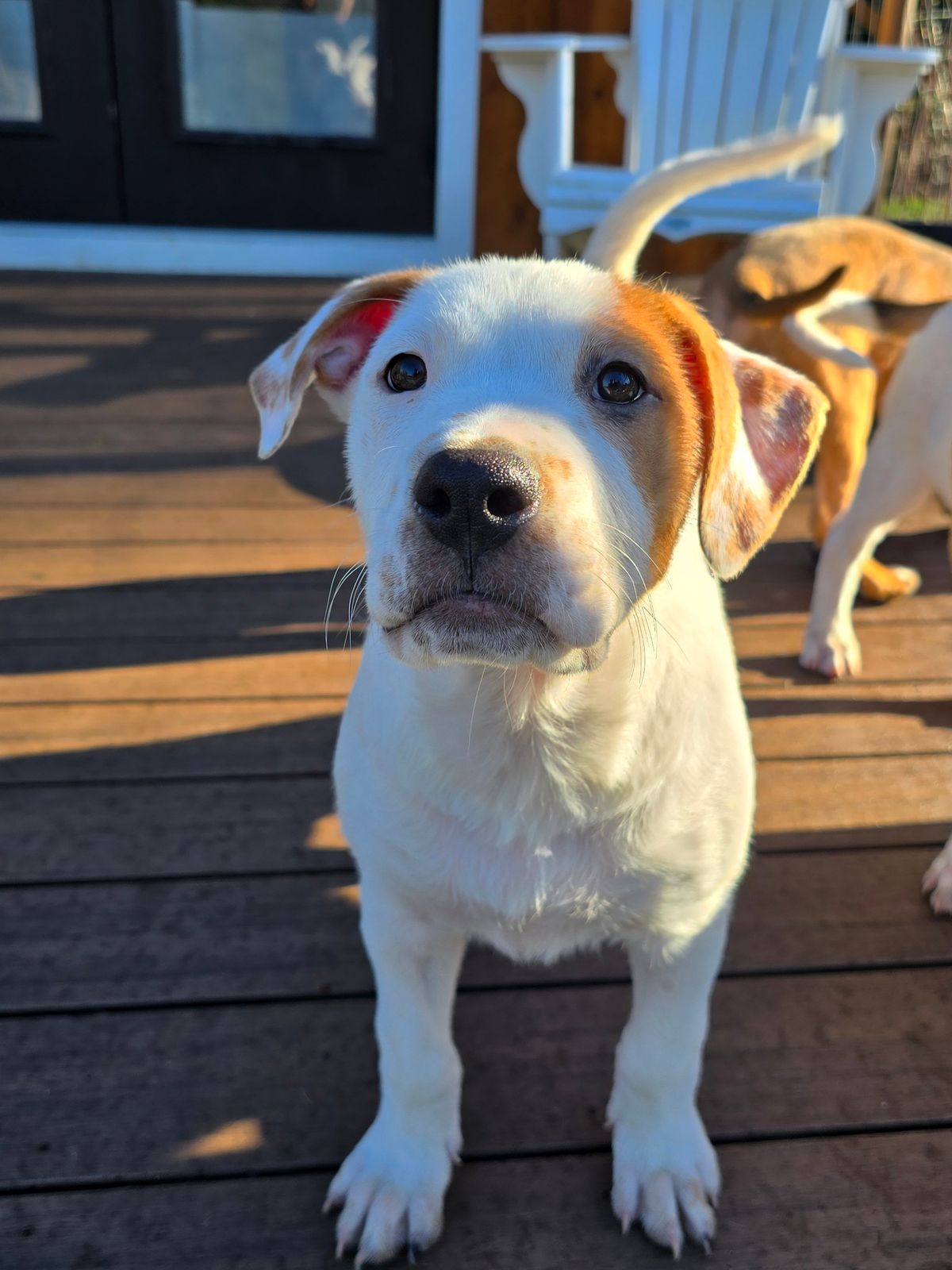 Puppy Adoption Event