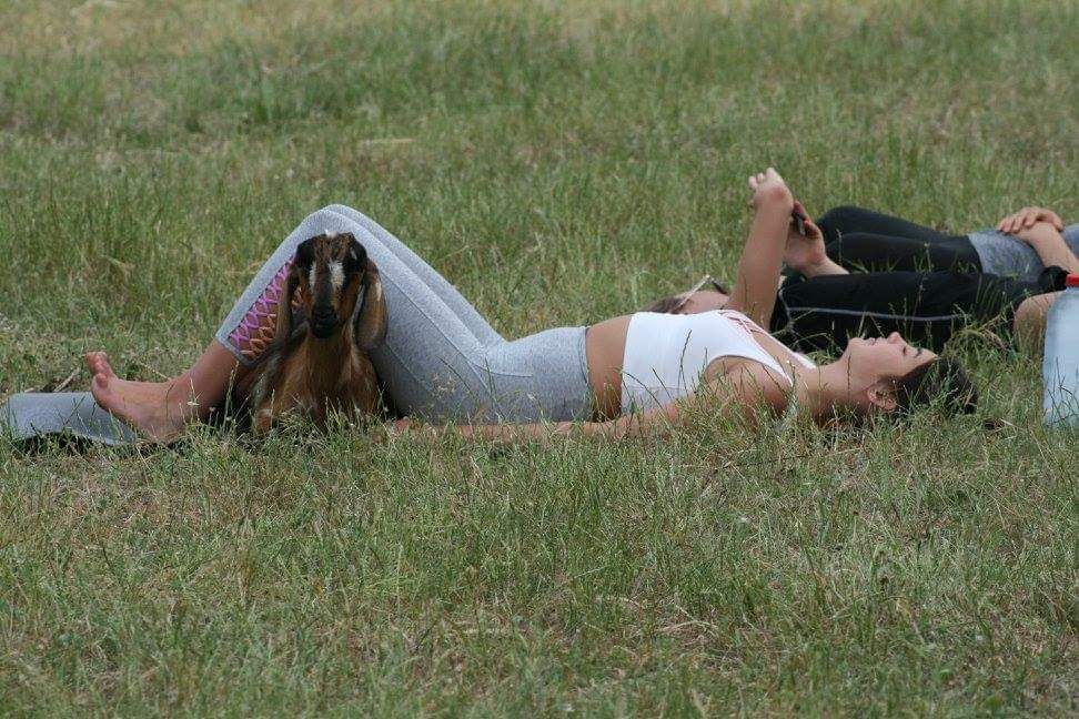 Goat and Sheep Yoga