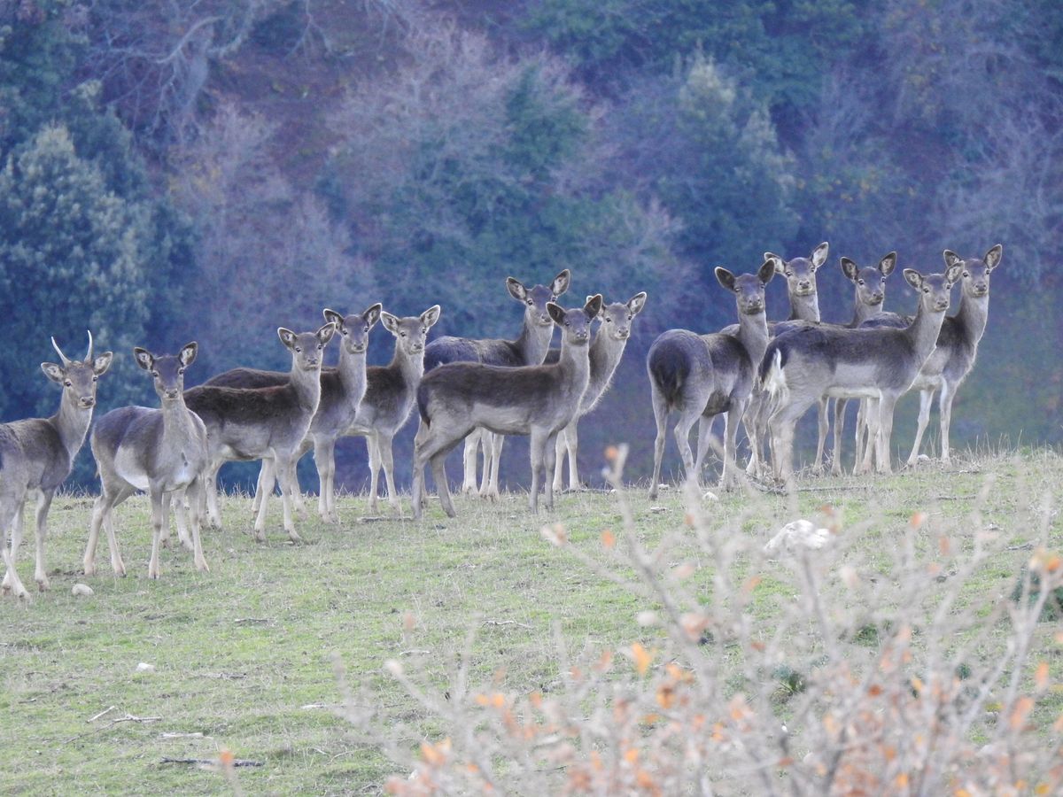 Madonie, alla scoperta dei daini tra Monte Ferro e Terrazza sul Vallone