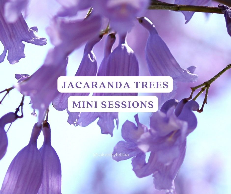 Jacaranda trees mini-photoshoot special