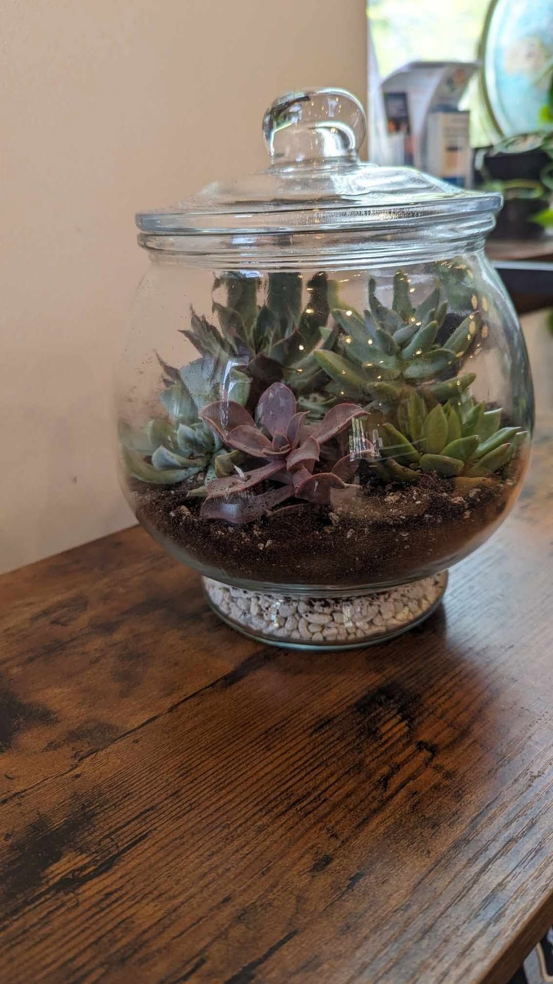 Succulent Garden Workshop at Aquillbella Boutique 