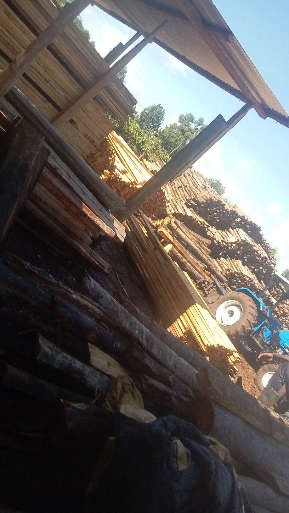 Rush Hour Sell of Cyprus and Eucalyptus Timber