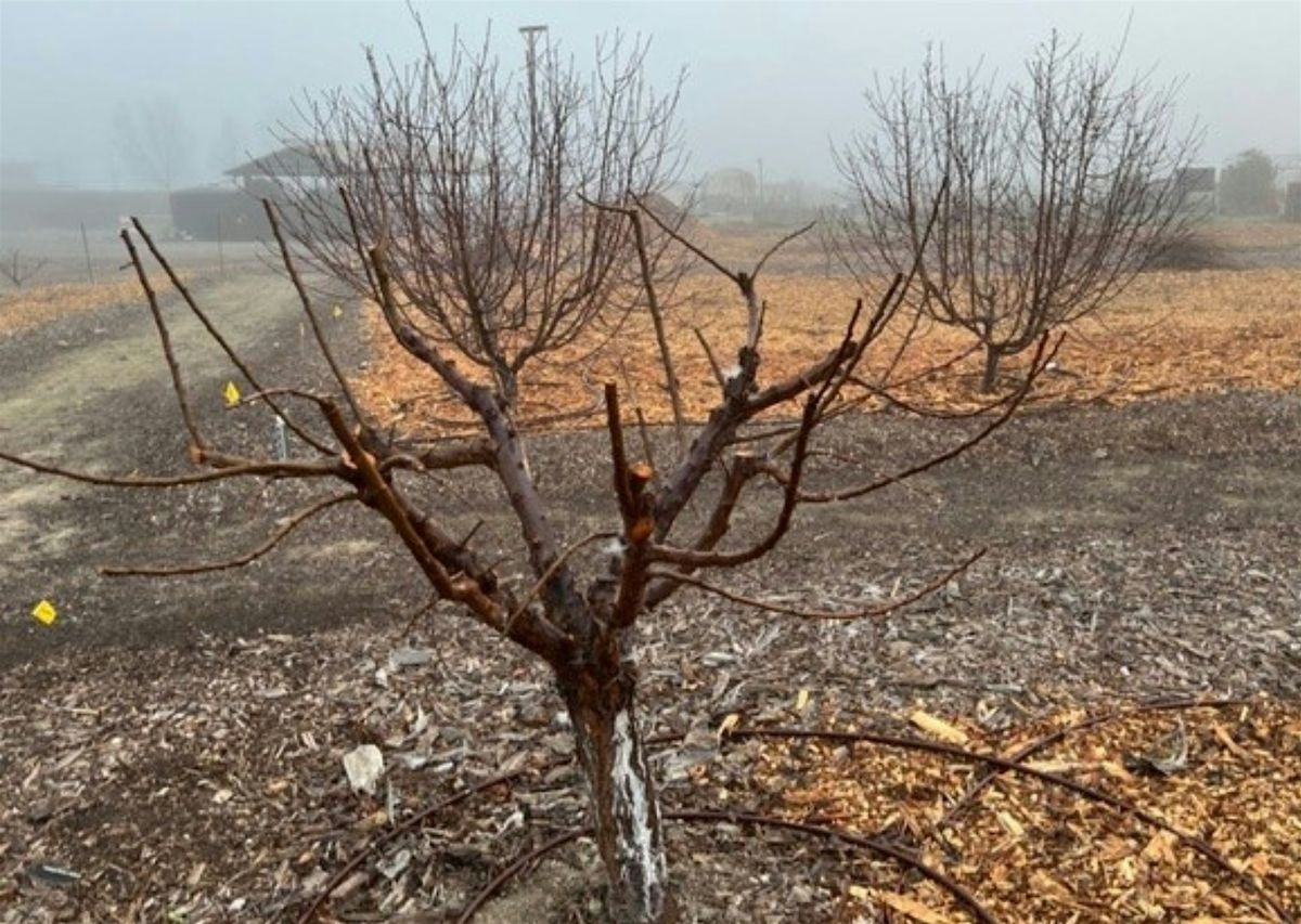 Winter Fruit Tree Pruning