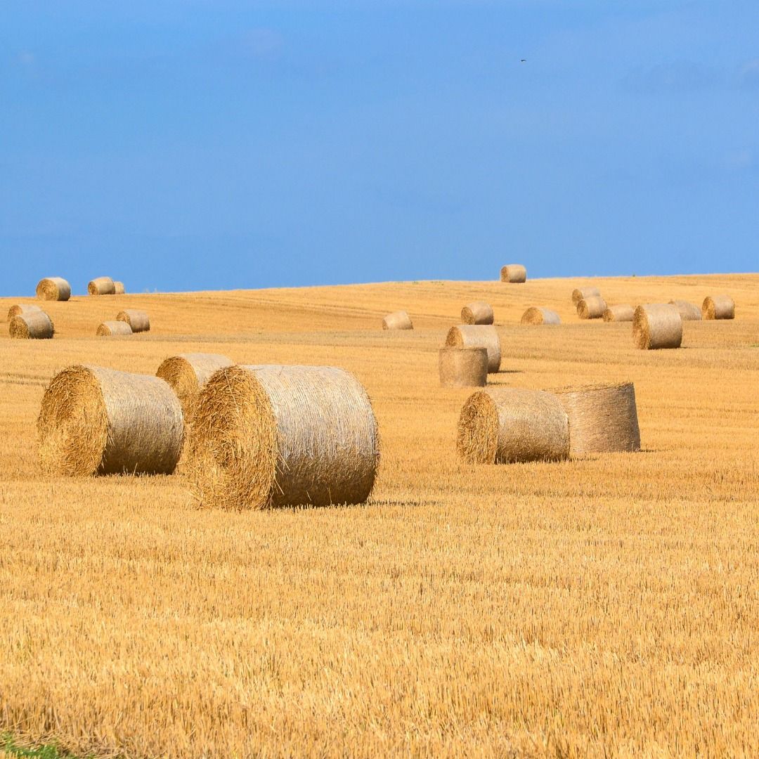 Growing Livestock Forage in Hot Climates w. NMSU Extension