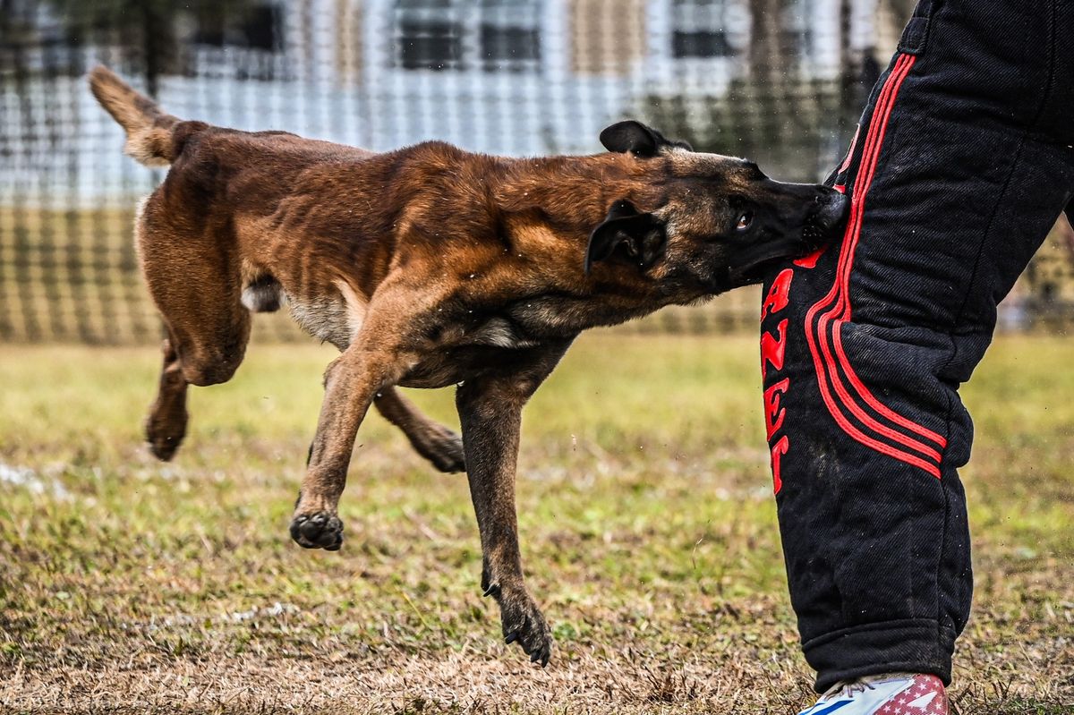 Perimeter Working Dog Club Spring 2025 Trial 