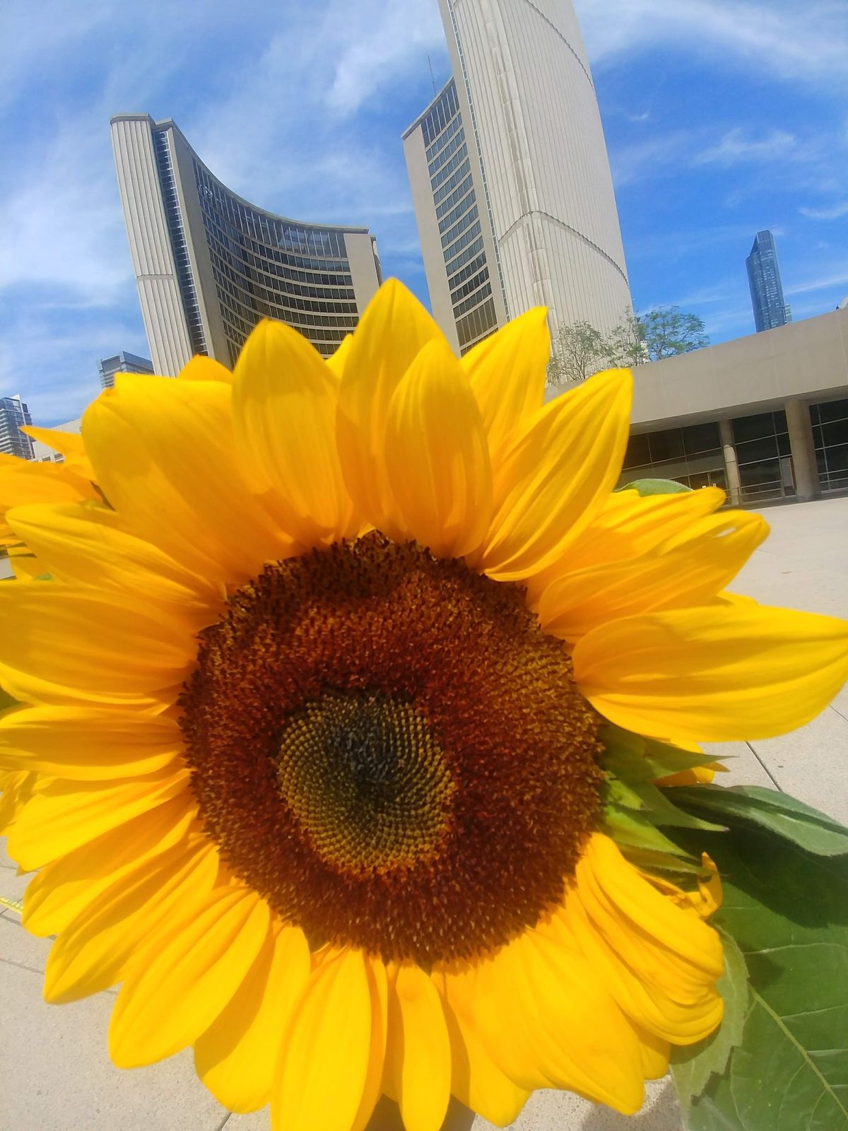 Nathan Phillips Square Farmers' Market - 34th Anniversary Season ???