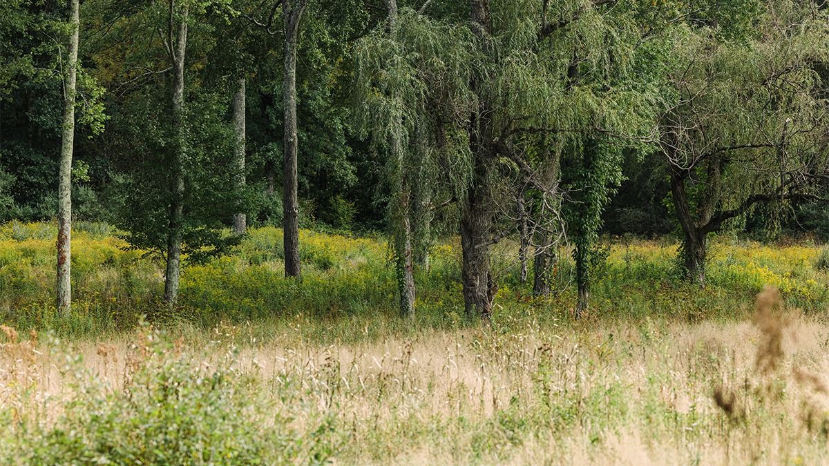 Conversations in Architecture | Close-to-Nature Forestry with Jens Jacob and Hans Peter Dinesen