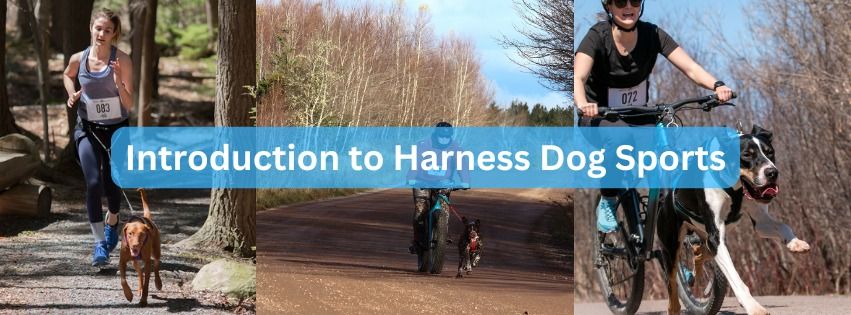 Introduction to Harness Dog Sports