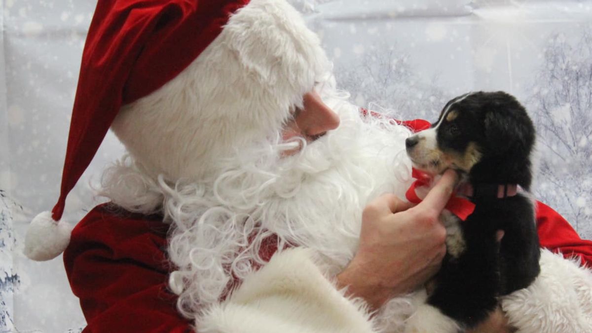 Pet Pictures with Santa: The Mill of Bel Air