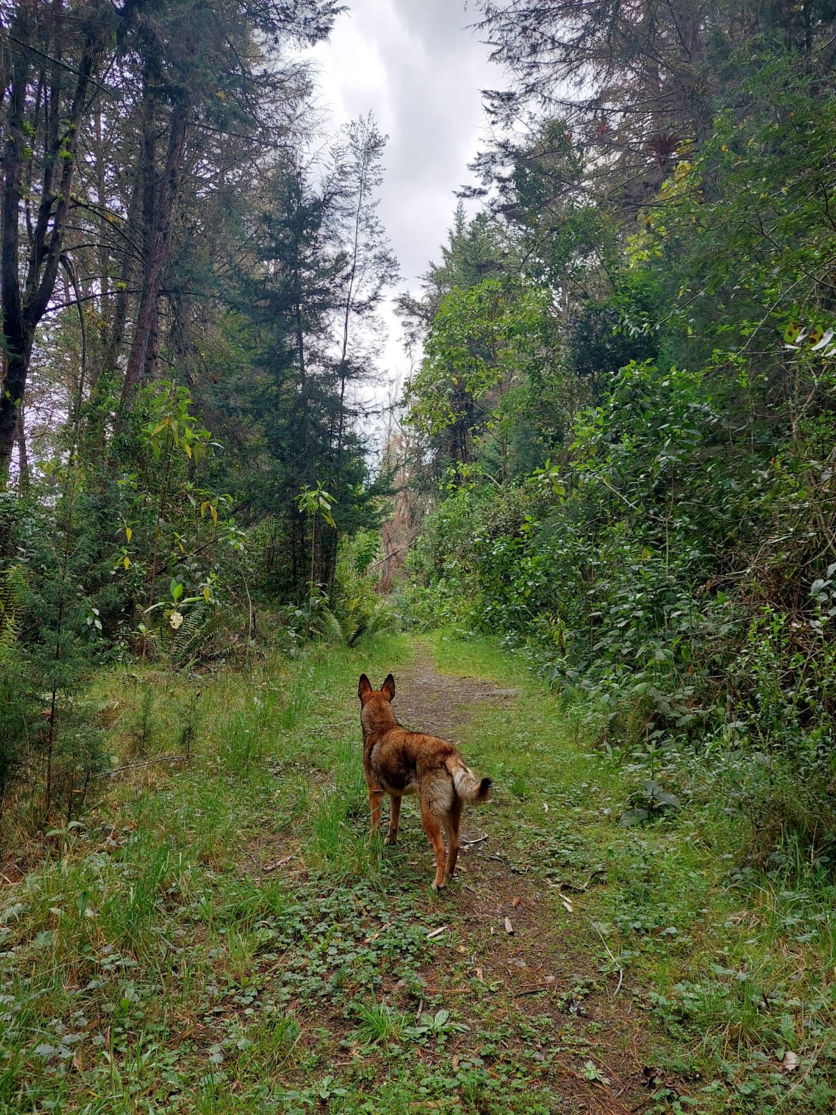 CAMINATA PARA MASCOTAS EMBALSE DE LA REGADERA