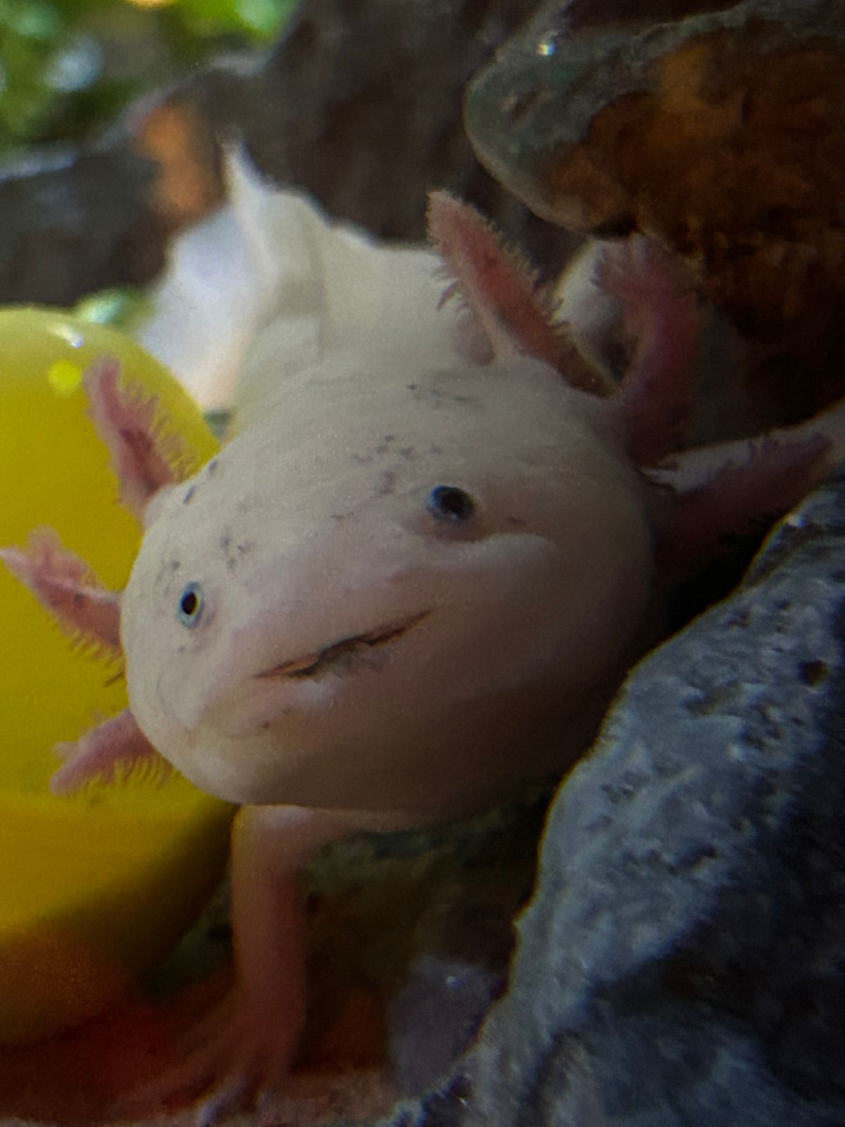 National Day of the Mexican Axolotl