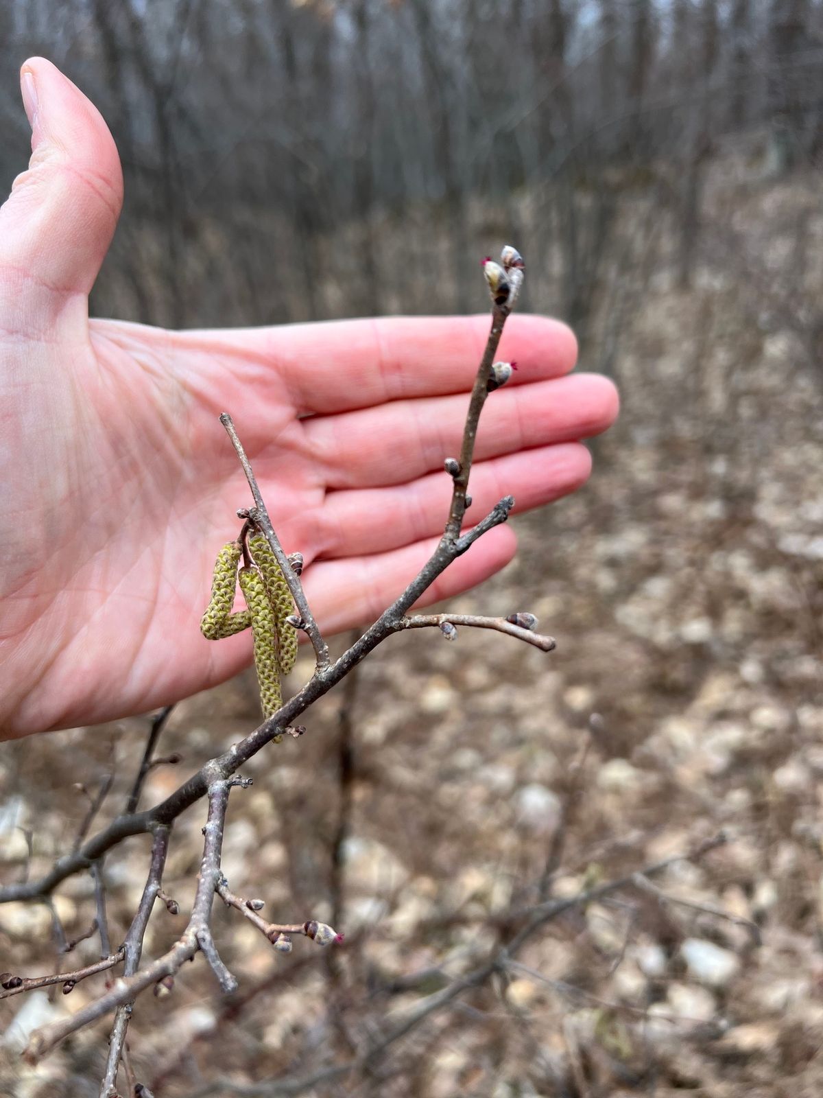 Food and Medicine: Early Tree Spring Flowers Hike