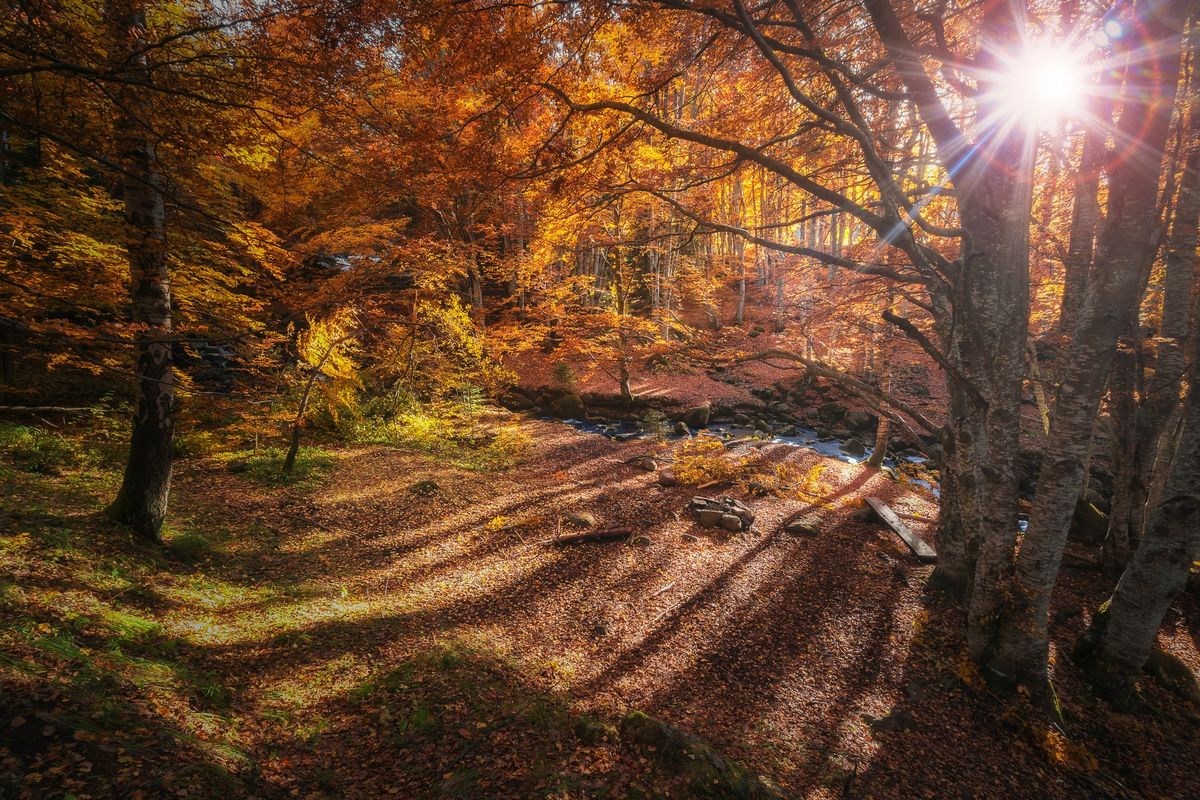 Autumn walk