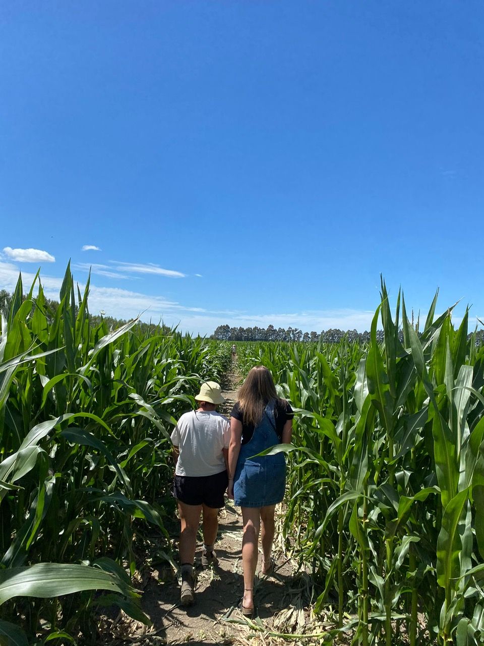 Tamar Beef Maize Maze 