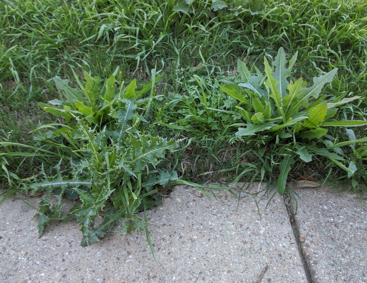 Common Middle Tennessee Lawn Weeds