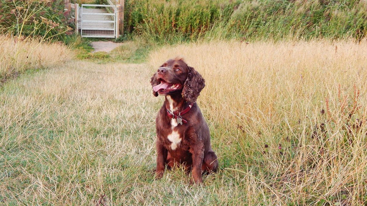 Rainbow Pooch in the Park \/ Rainbow Pooch yn y Parc  (Cardiff and the Vale)