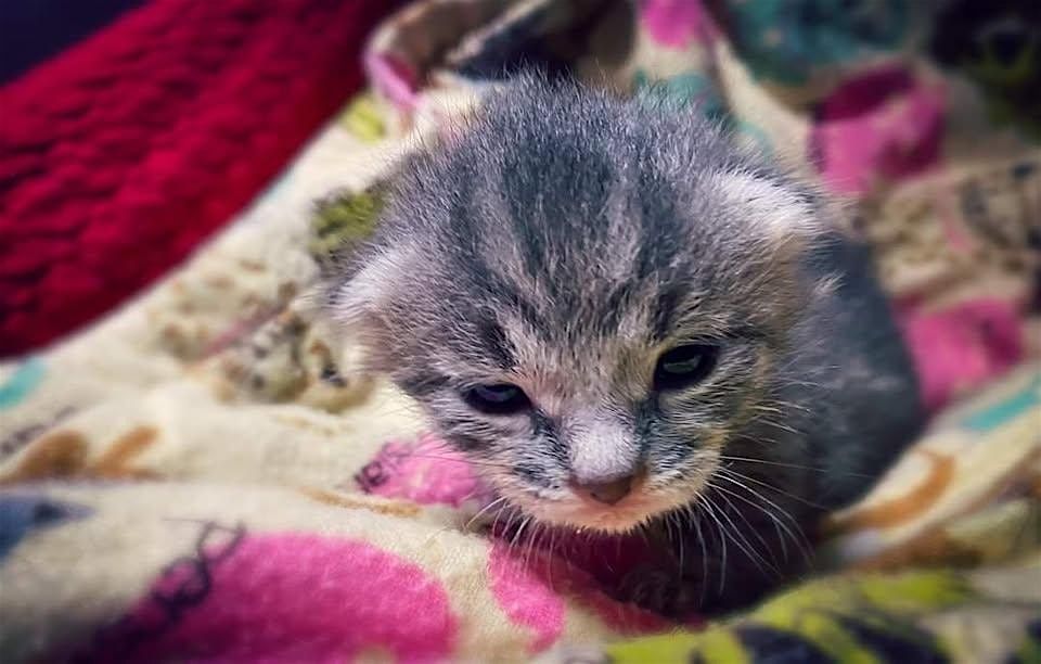 Paws & Possibilities: Foster Open House