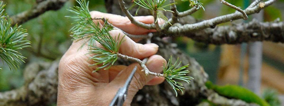 Spring Bonsai Care