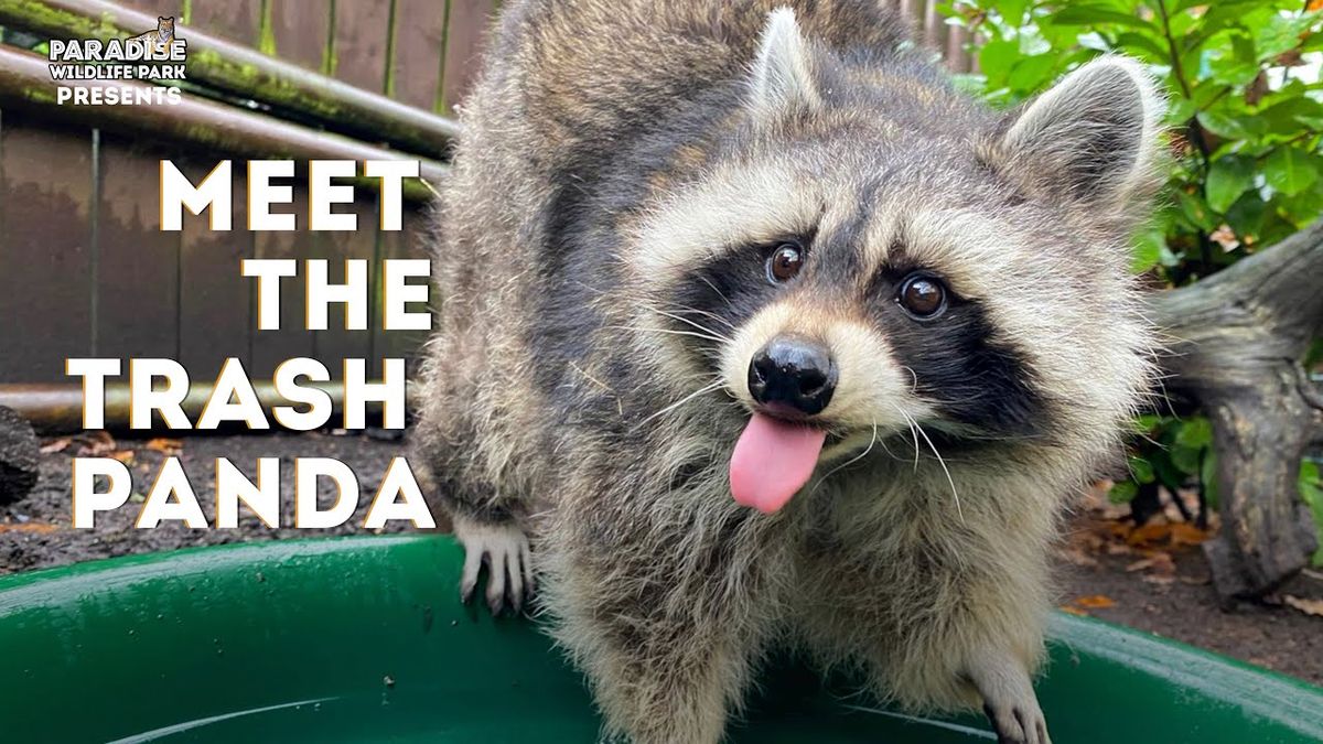 Trash Panda