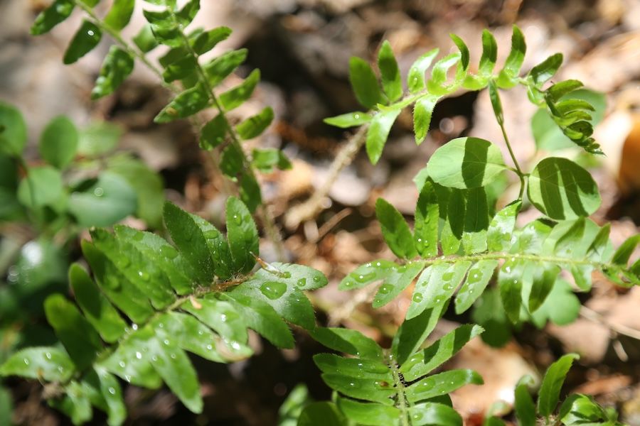 Native Ferns of the Georgia Piedmont