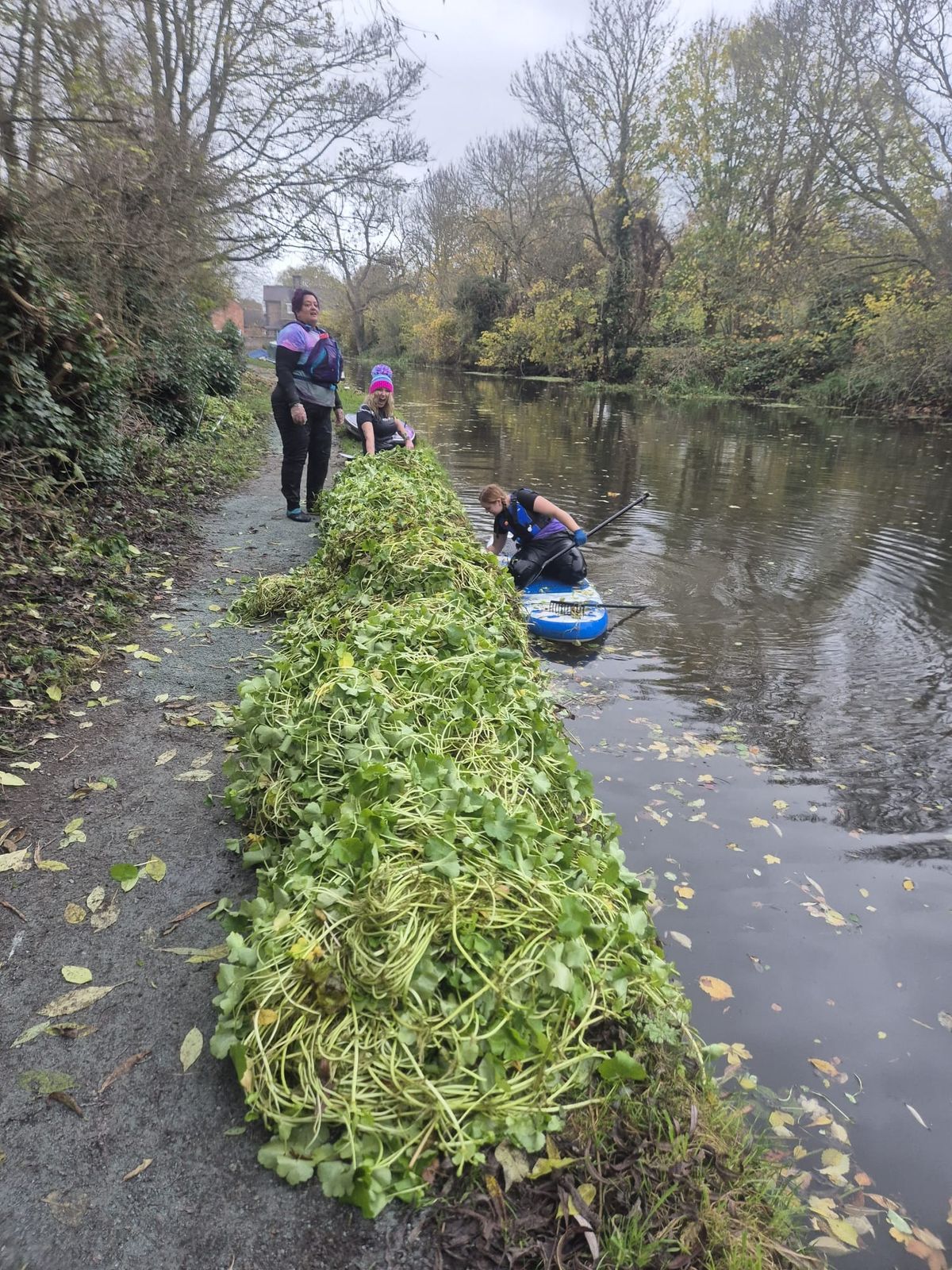 pennywort pick