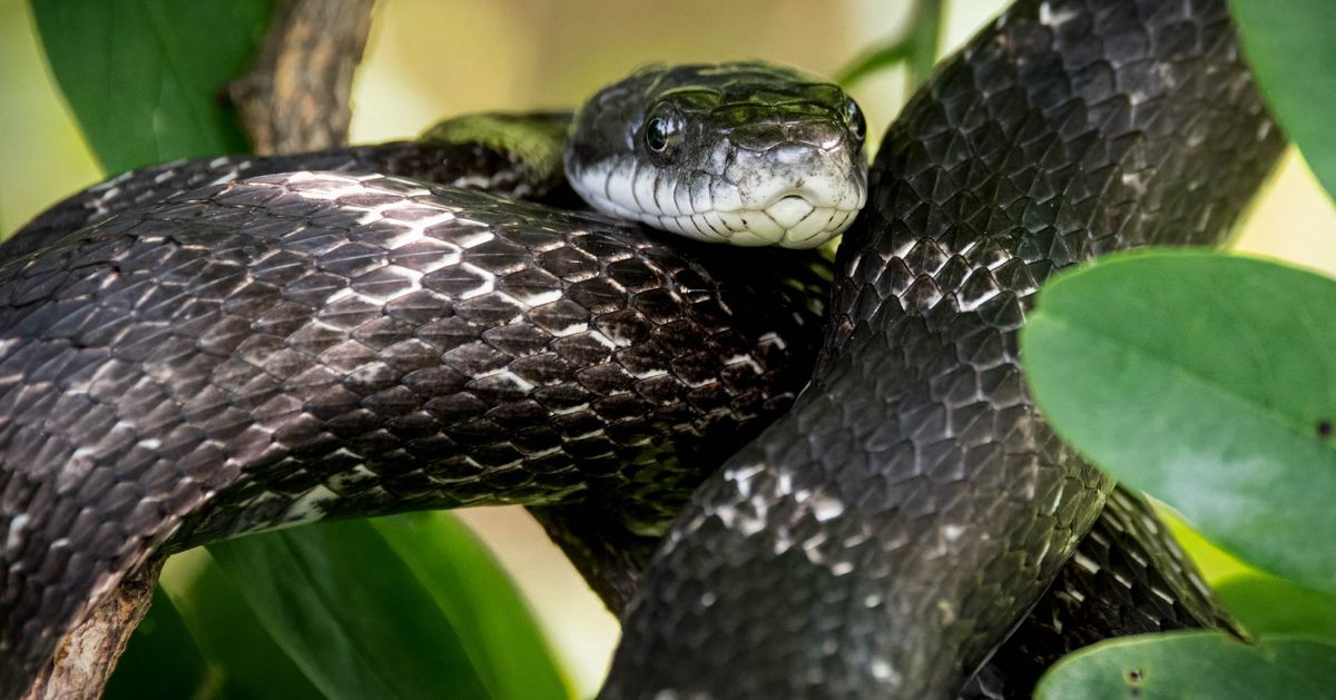 Allegheny County Park Rangers Presents Mr. McSlithers, Eastern Rat Snake