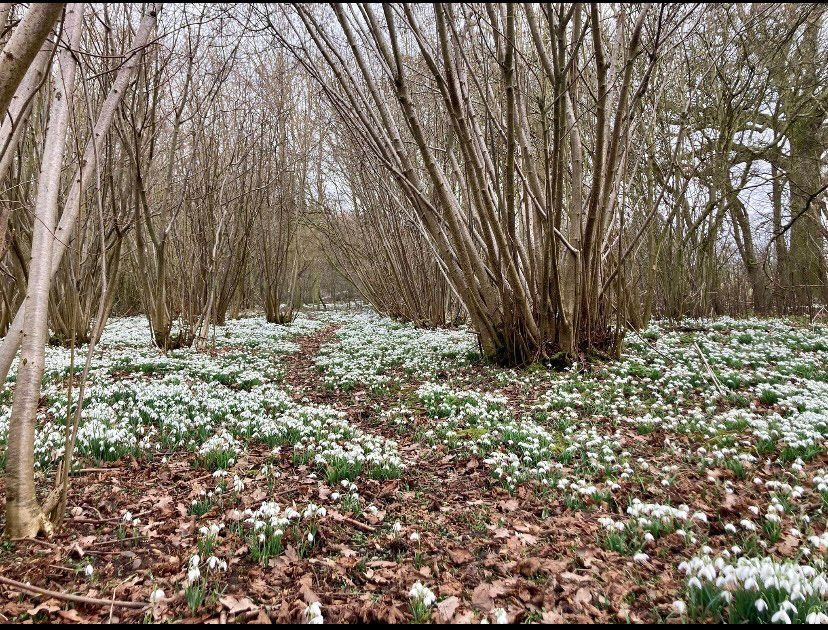 Snowdrop Walk