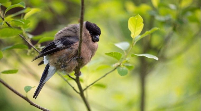 Aube des oiseaux