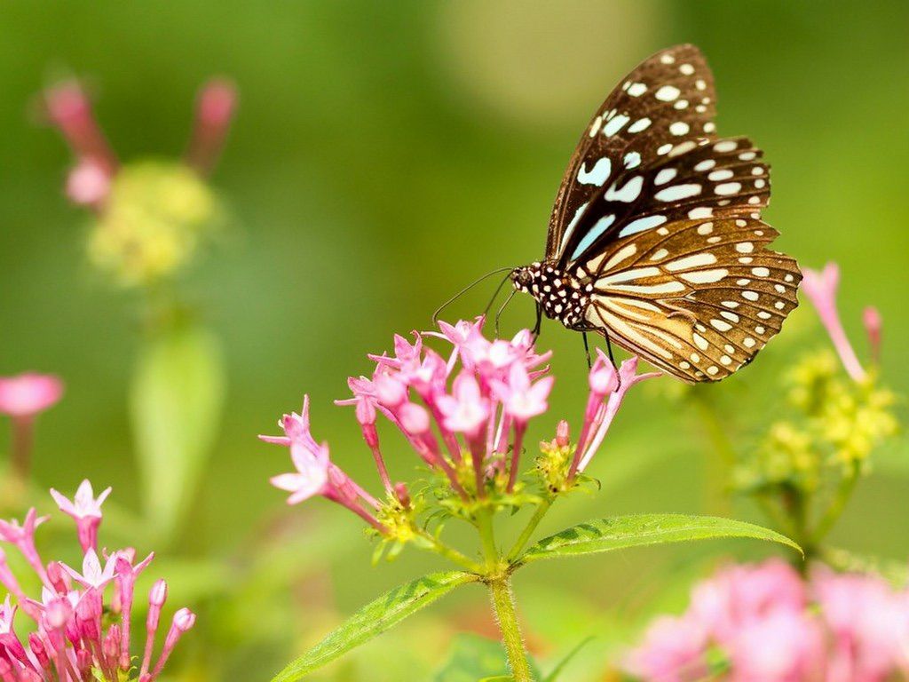 Pretty Things Day Trip: Butterflies, Tropical Floral Greenhouse & Traditional Afternoon Tea